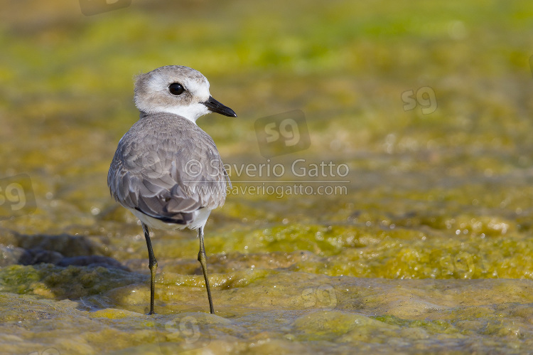 Lesser Sand Plover